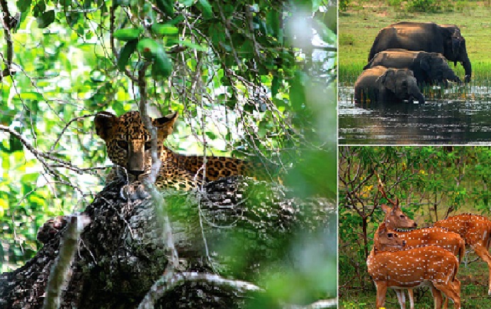 Yala National Park